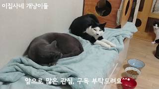 34마리 고양이, 2마리 강아지 일상 이야기를 시작합니다! 이집사네 개냥이들