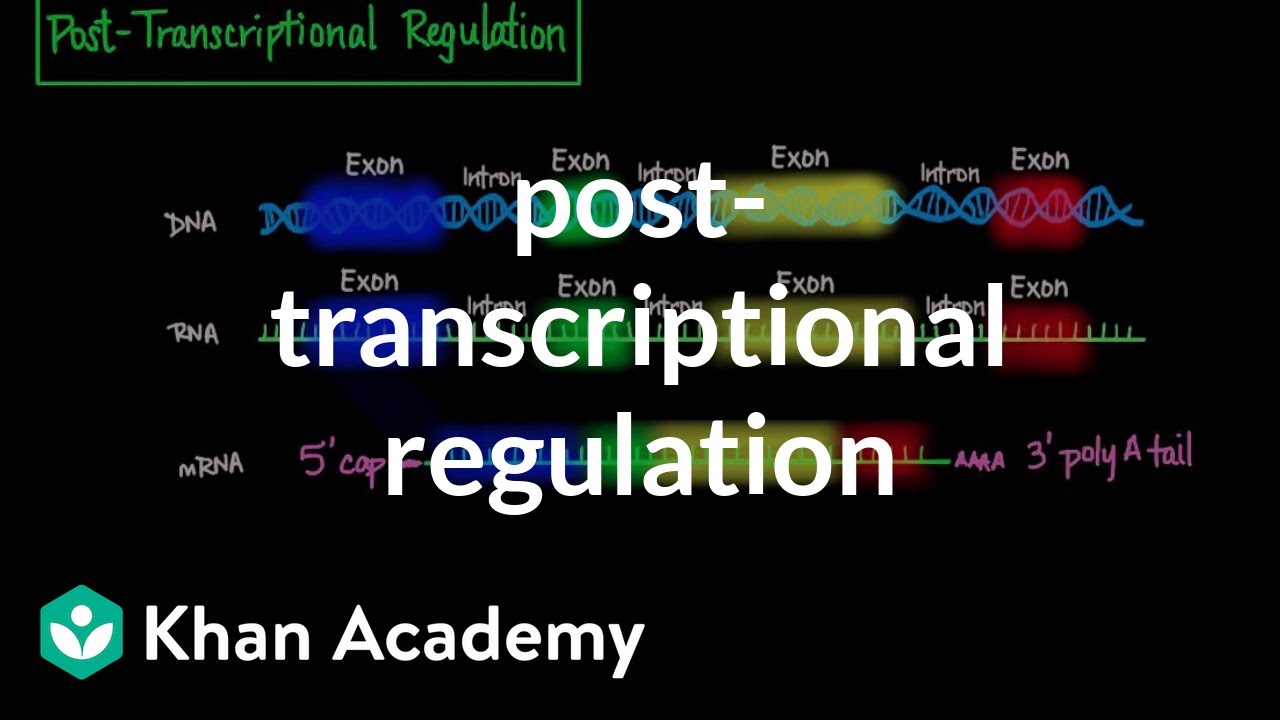 Post Transcriptional Regulation Biomolecules Mcat Khan Academy