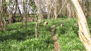 Ancient Woodland Tour