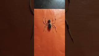 😱😱 எவ்வளவு பெரிய சிலந்தி#wheat flour art#spider#shorts😜