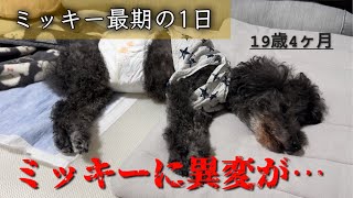 【トイプードル 19歳】ミッキー最期の1日〜いつもと様子が違います〜＃１／老犬介護#シニア犬