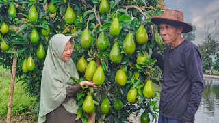 Panen Alpukat di Kebun | Masak Soto Sokaraja, Mendoan, dan Martabak Lipat Alpukat | Kampung Halaman