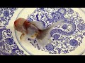 老大金魚 三色麒麟泰獅