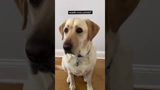 I mean dogs are man’s best friends after all!#mansbestfriend🐶 #doggo #dogtok #cutepup #handsomepup
