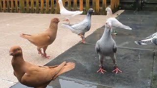 طيور من حلال الاخ ابو شادي حمام كله مستويات  وكيفية الذق والعلاج بالادوية تابعونا #pigeon