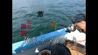 【カカリ釣り】小佐ボート　アタリが強烈だったし引きも強かったので青物かと思ったら、そこまでは大きくないチヌでした。