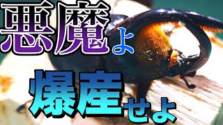 年々市場価格がうなぎ登りの悪魔の名を継承したカブトムシ！