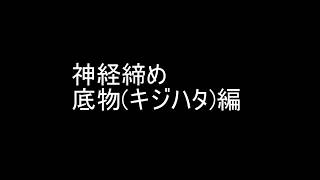 神経締め　底物(キジハタ)編