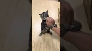 养猫就养狸花猫 没事就抱着你亲#狸花猫