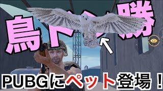 【まさかのペット登場！鳥と一緒にドン勝！！！】PUBGモバイル実況