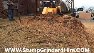 Carlton 8018 bobcat t870 on a big oak stump