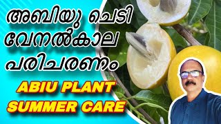 അബിയു ചെടിയുടെ വേനൽകാല പരിചരണം || ABIU PLANT SUMMER CARE