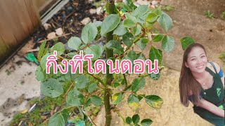 การตอนกุหลาบง่ายๆ ตอนที่3 อัพเดทหลังชำกิ่งตอน 15 วัน | Fon Channel