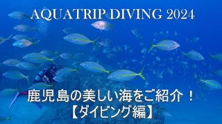 【秋目ボートダイビング】シマアジ　シマアジの群れ　民の浦　鹿児島の海　鹿児島のダイビング　アクアトリップダイビング　南さつま市　坊津町　秋目