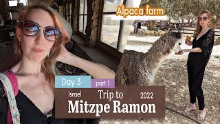 Mitzpe Ramon Day 3 part 1 | visit to Alpaca farm | ביקור בחוות האלפקות במצפה רמון