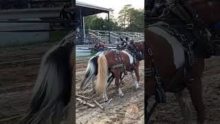 Great time with mini’s #horse #minihorse