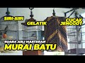 SUARA ASLI MASTERAN Murai Batu 3 in 1 Cucak Jenggot, Siri-Siri Dan GELATIK BATU