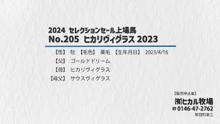 【セレクションセール2024】No.205 ヒカリヴィウラス2023