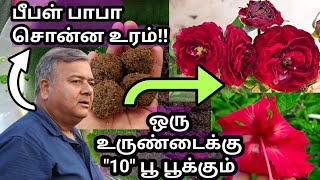 ஒரு உருண்டை போட்டால் 10 பூ பூக்கும்|மாடித்தோட்டம்