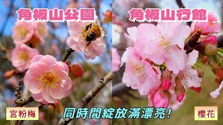 宮粉梅，山櫻花同時綻放滿漂亮！「角板山公園/角板山行館」走春看時花賞心悅目~