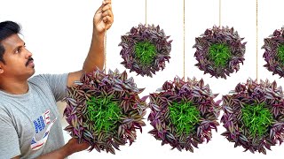 How to Make Amazing Hanging Plants Ideas /Hanging Decoration Ideas /Gardening Ideas / Hanging Plants