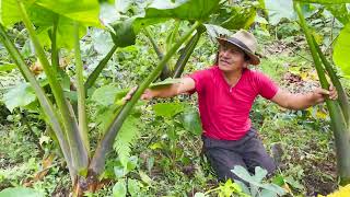 ASÍ CUIDO MIS PLANTAS PARA QUE DEN BUENOS FRUTOS