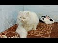 funny dogs and cats videos 2024 😅 best funniest animal videos of the week 528