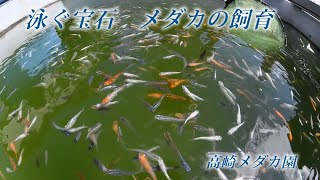 泳ぐ宝石メダカの飼育・高崎メダカ園