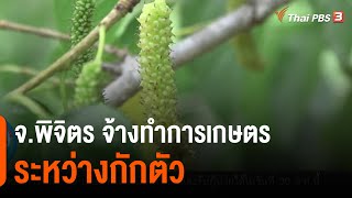 จ.พิจิตร จ้างทำการเกษตรระหว่างกักตัว : กินอยู่รู้รอบ (17 ส.ค. 64)