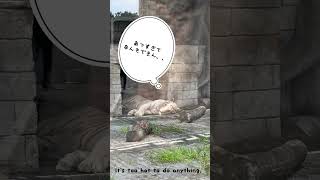 Basic Japanese 〜It’s too hot to do anything 〜 white tigers 〜