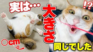 成長した猫達の身体測定してみたらまさかの結果が判明しました…！！