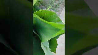 Gmelina Leaves