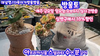 아프리카식물 스텔라타 데려왔어요/요즘요런아이가 자꾸 좋아지네요