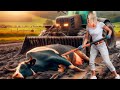 Modern COW Farming, Skilled TRACTOR Drivers and Much More | Grinding and Cleaning | New Farming 2024