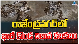 Python Spotted At Rajendranagar | రాజేంద్రనగర్‌లో భారీ కొండ చిలువ కలకలం | ZEE Telugu News