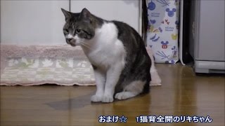 パパをダッシュで追いかけまわす猫　やっぱりストーカー！？【リキちゃんねる　猫動画】Cat videos キジトラ猫との暮らし