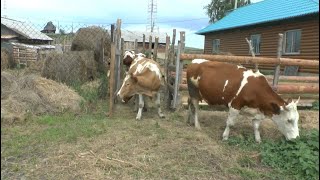 Первый выход в новый загон/Коровье счастье и Земляничное варенье