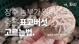 좋은 표고 나쁜 표고버섯 고르는법. 요리법. 활용법. 백화고란? #장수온