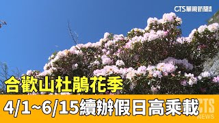 合歡山杜鵑花季　4/1~6/15續辦假日高乘載｜華視新聞 20230327