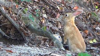 【 大久野島 】 カラスを警戒する山の斜面の仔兎達