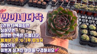 민이네다육/가격에 비해 참 이쁜 2천원 에케문스톤,슈크루,미씽유를 심어보고 수다떨어요💕/경기도 용인시 처인구 남사읍 천덕산로 285/문의 010-6863-0625