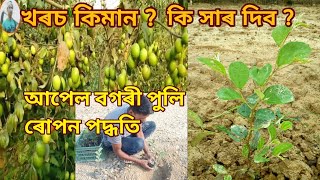 আপেল বগৰী পুলি ৰোবলৈ কি কি সাৰ প্ৰয়োগ কৰিব / Apple Ber Plantation / Apple Ber Farming in Assam