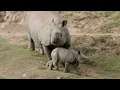 Baby Alert! Greater One Horned Rhino Calf Joins the Family