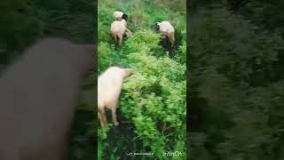 #বিকেলে মাঠে খাচ্ছে#grazing#sheep#sheepfarming#animals#viralvideo#viralshorts#viralreels