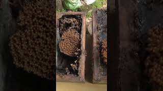 Stingless Bee Egg/ ചെറുതേനീച്ചയുടെ കപ്പടക്കാത്ത മുട്ടകൾ