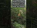 SUPER UNIK BUNGA TEROMPET HUTAN KAKEK BODO