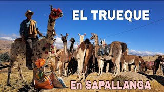 ¡AQUÍ! 👆todavía se practica el TRUEQUE ancestral😮 #llamas #trueque