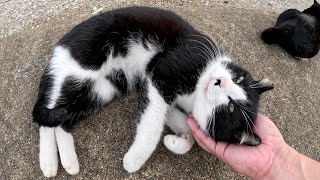 漁港へ行くと、ハチワレ猫コンビとハート模様の三毛猫ちゃんがお出迎えしてくれた