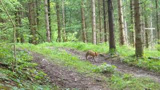 Medved in druge divje živali raziskujejo kočevski gozd / Bear and other animals in Kočevsko forest