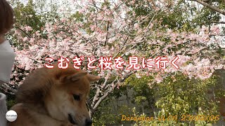 今年も河津桜を見に行ってきました？Daruimon VLOG